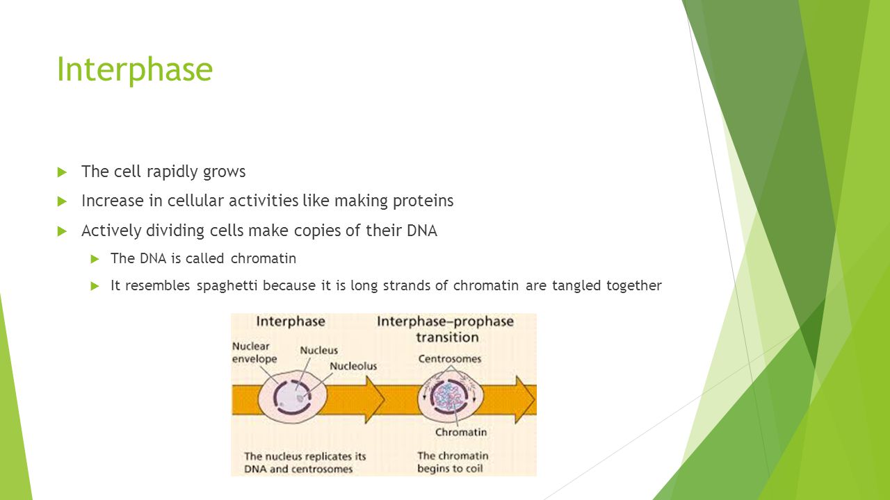 Interphase The cell rapidly grows
