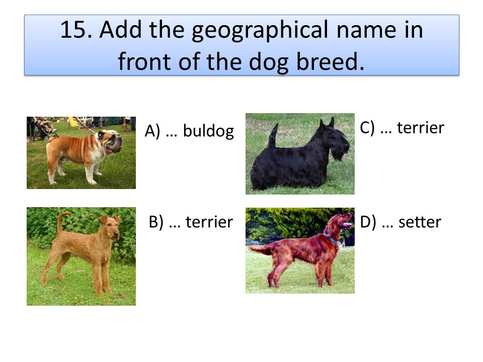 15. Add the geographical name in front of the dog breed.