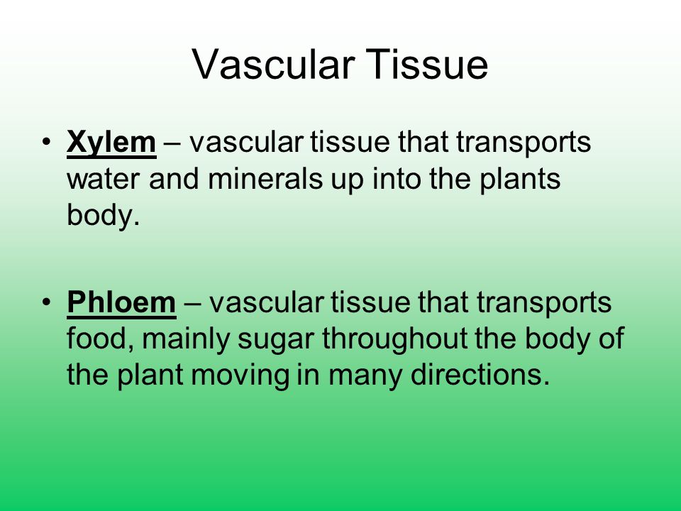 Vascular Tissue Xylem – vascular tissue that transports water and minerals up into the plants body.