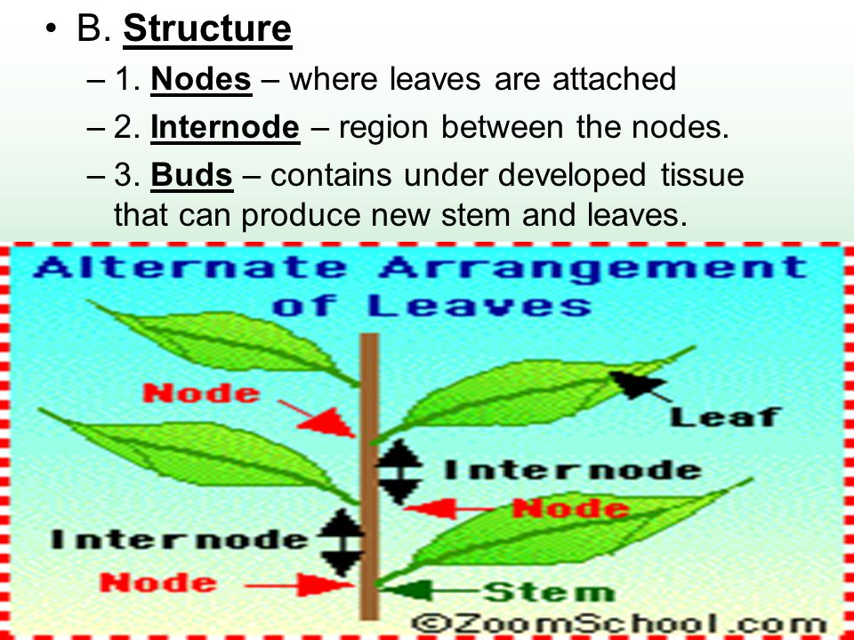 B. Structure 1. Nodes – where leaves are attached