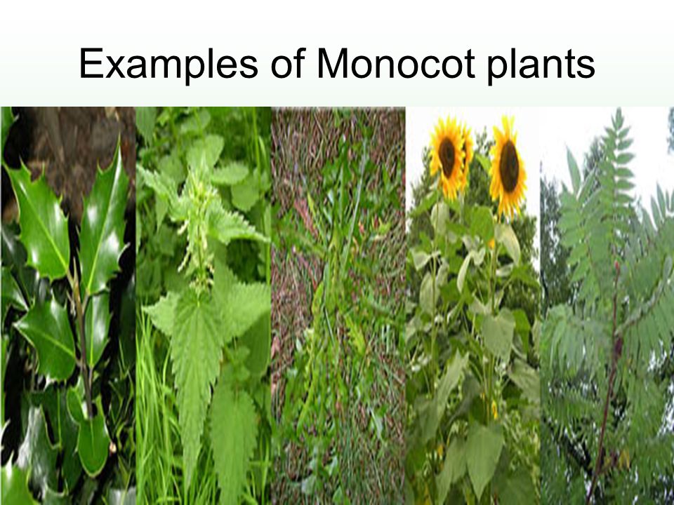 Examples of Monocot plants