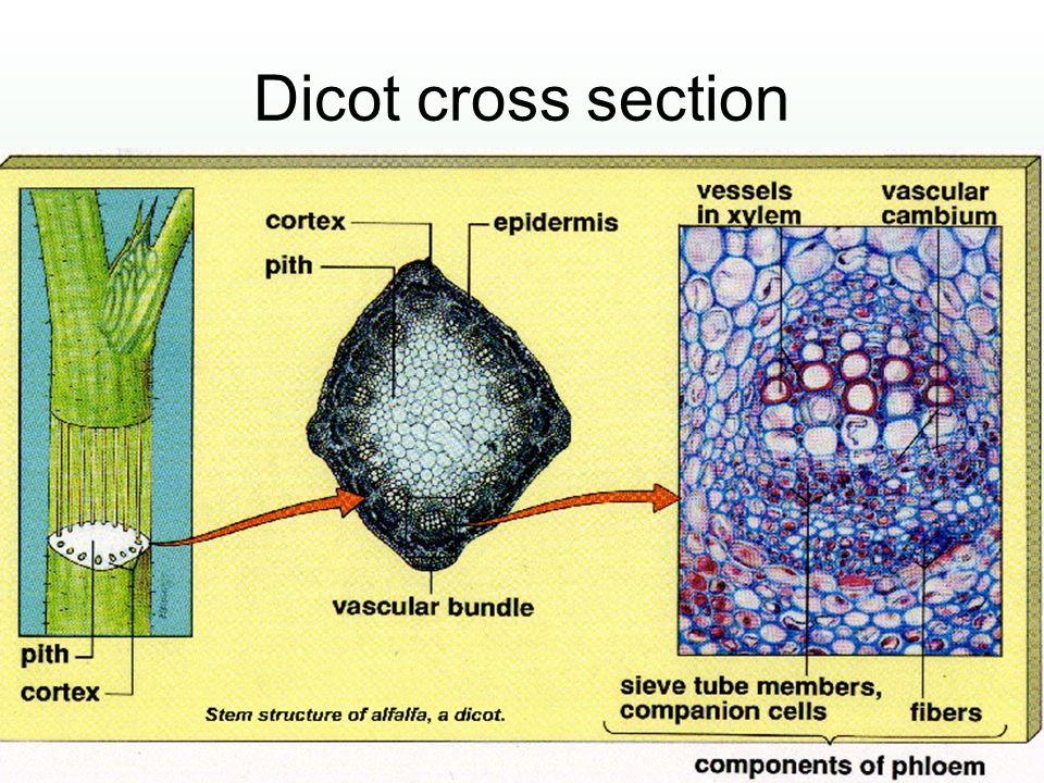 Dicot cross section