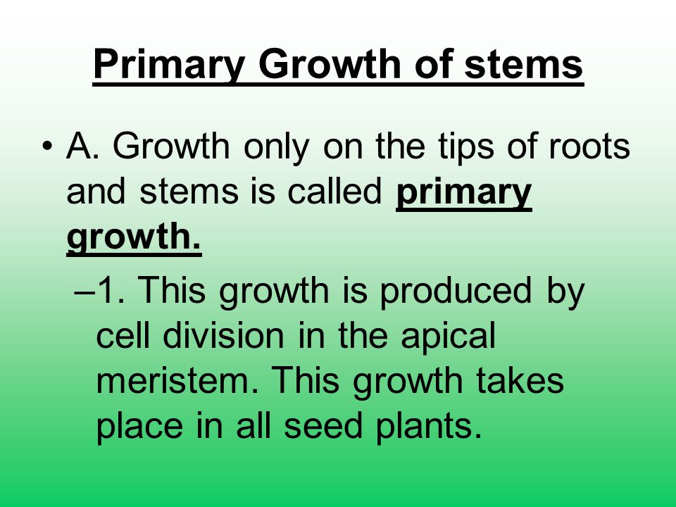 Primary Growth of stems