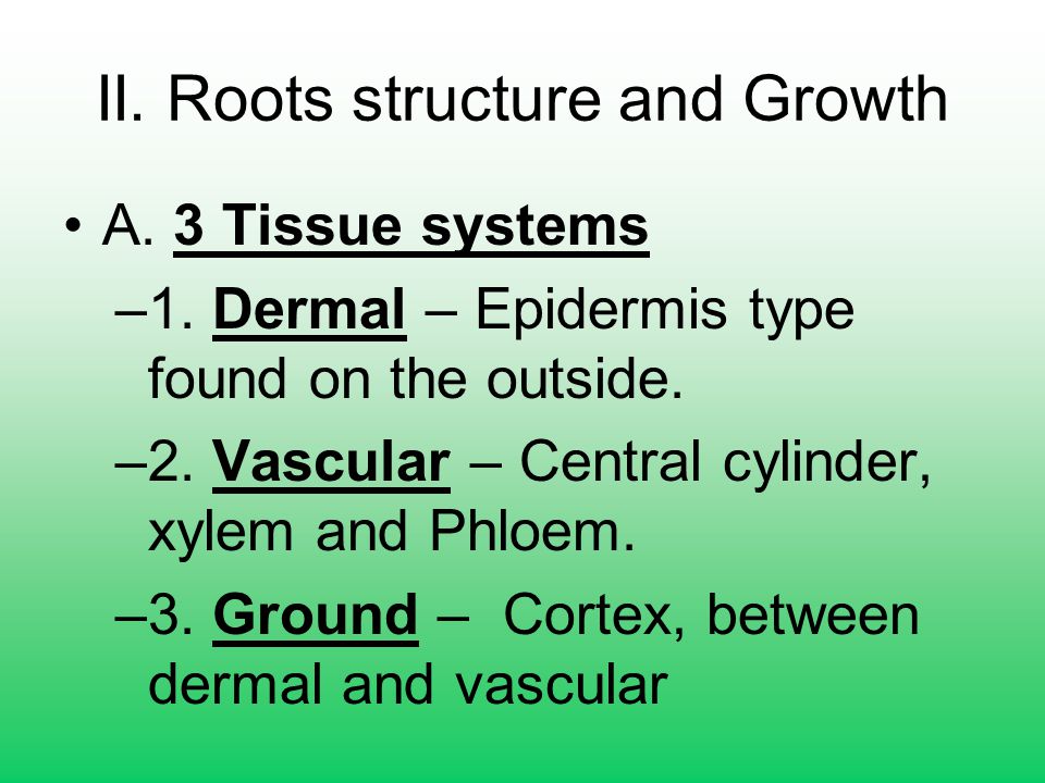 II. Roots structure and Growth