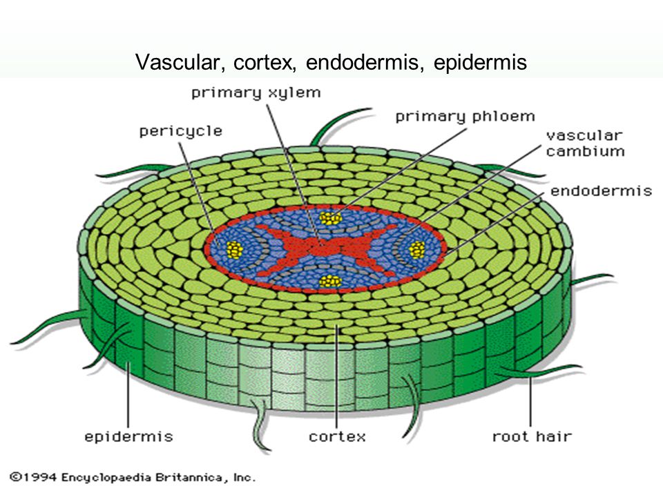 Vascular, cortex, endodermis, epidermis