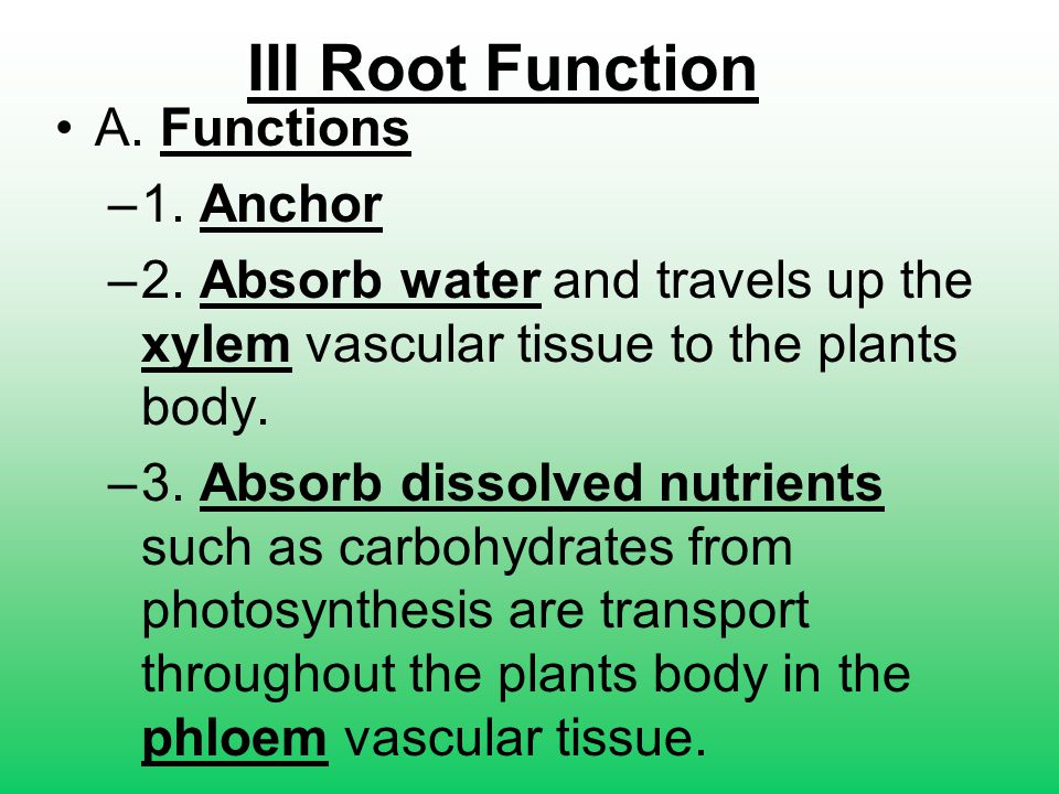 III Root Function A. Functions 1. Anchor