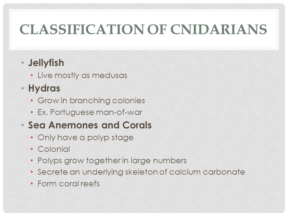 Classification of cnidarians