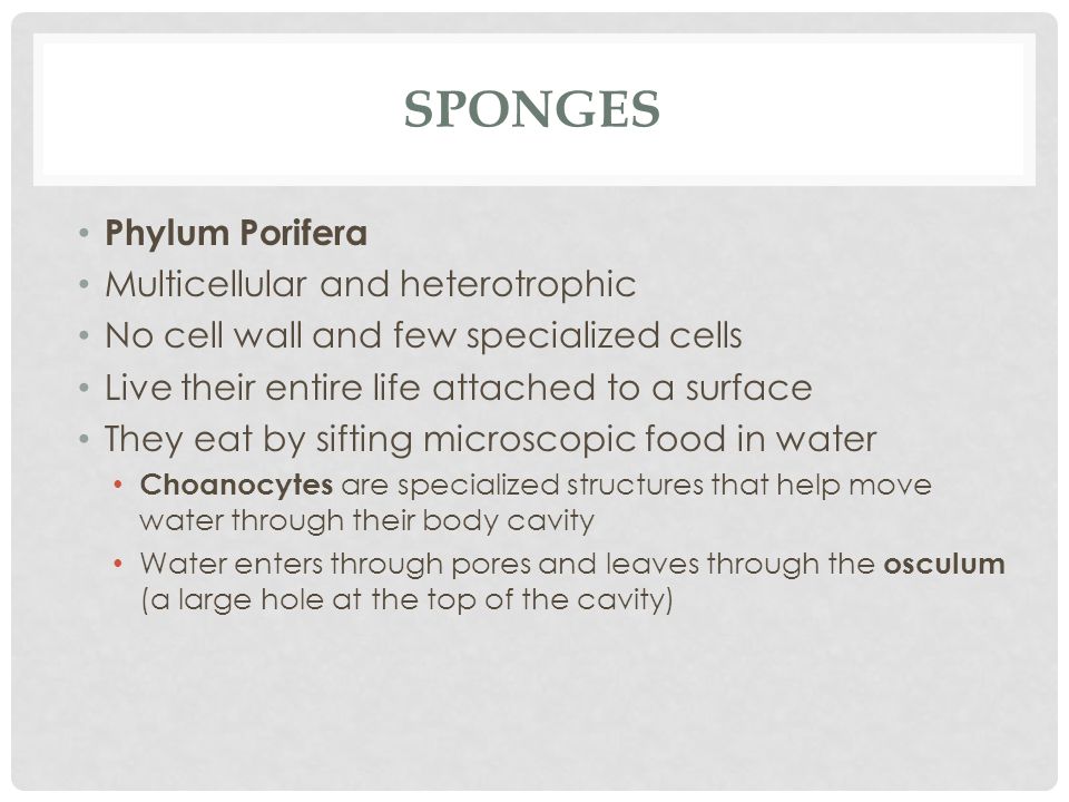 Sponges Phylum Porifera Multicellular and heterotrophic