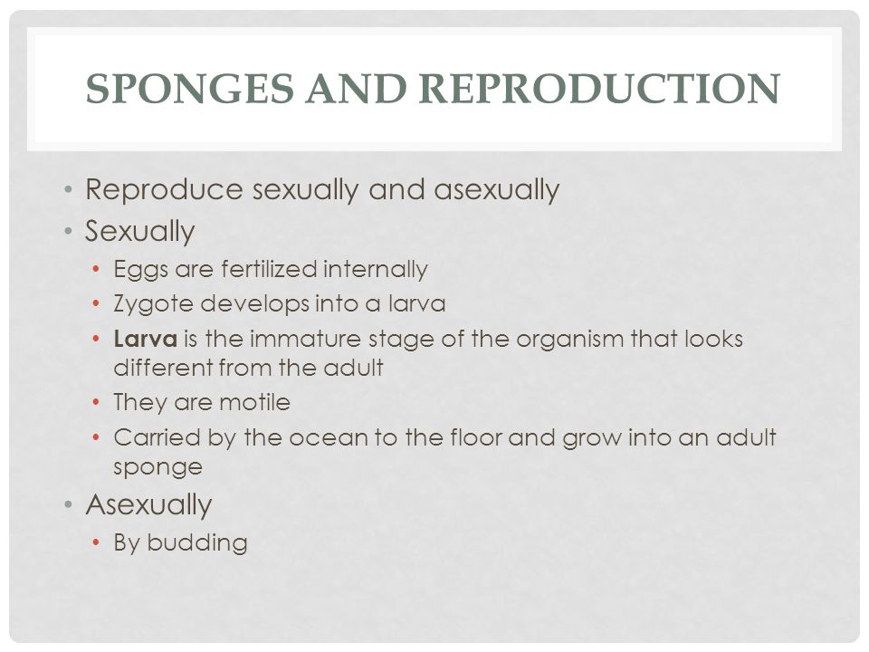 Sponges and Reproduction