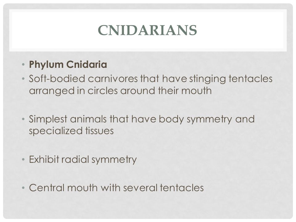 cnidarians Phylum Cnidaria