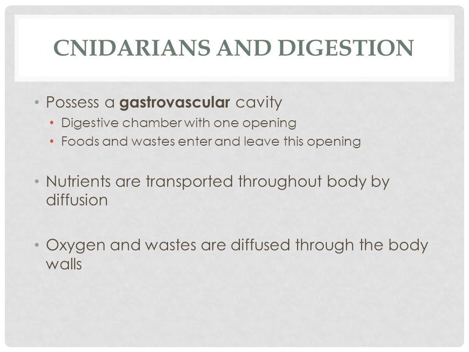Cnidarians and digestion