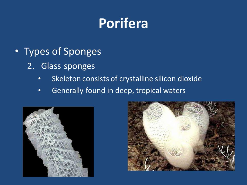 Porifera Types of Sponges Glass sponges