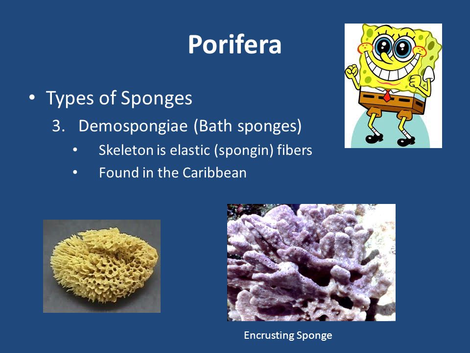 Porifera Types of Sponges Demospongiae (Bath sponges)