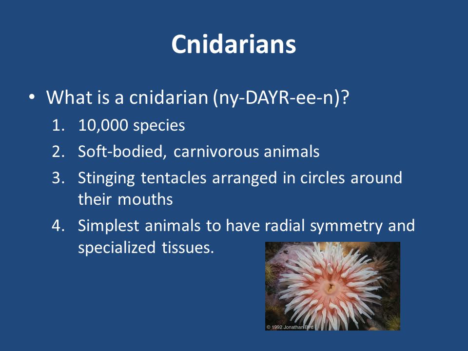 Cnidarians What is a cnidarian (ny-DAYR-ee-n) 10,000 species