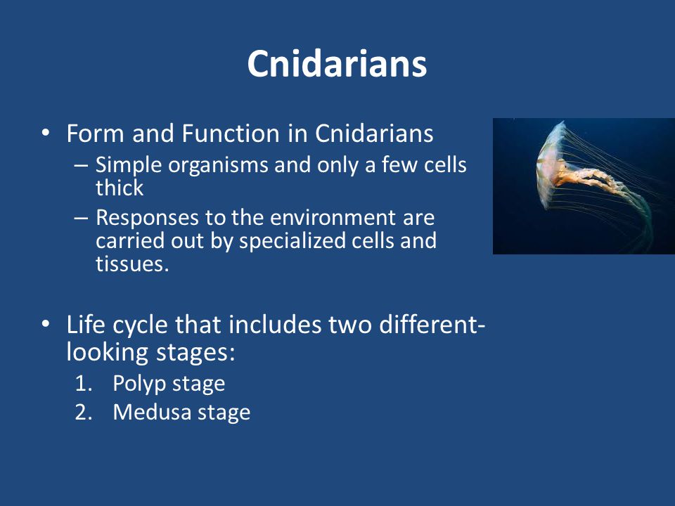 Cnidarians Form and Function in Cnidarians
