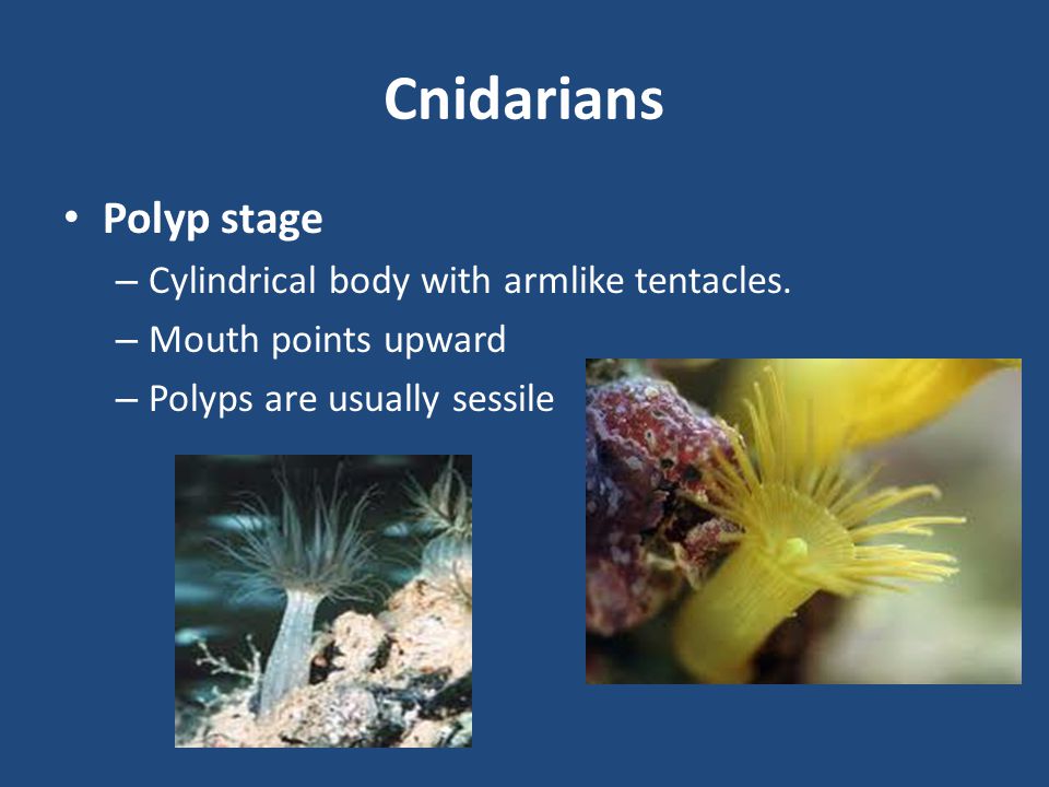 Cnidarians Polyp stage Cylindrical body with armlike tentacles.