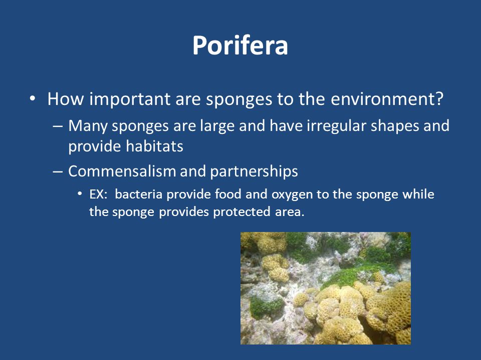 Porifera How important are sponges to the environment
