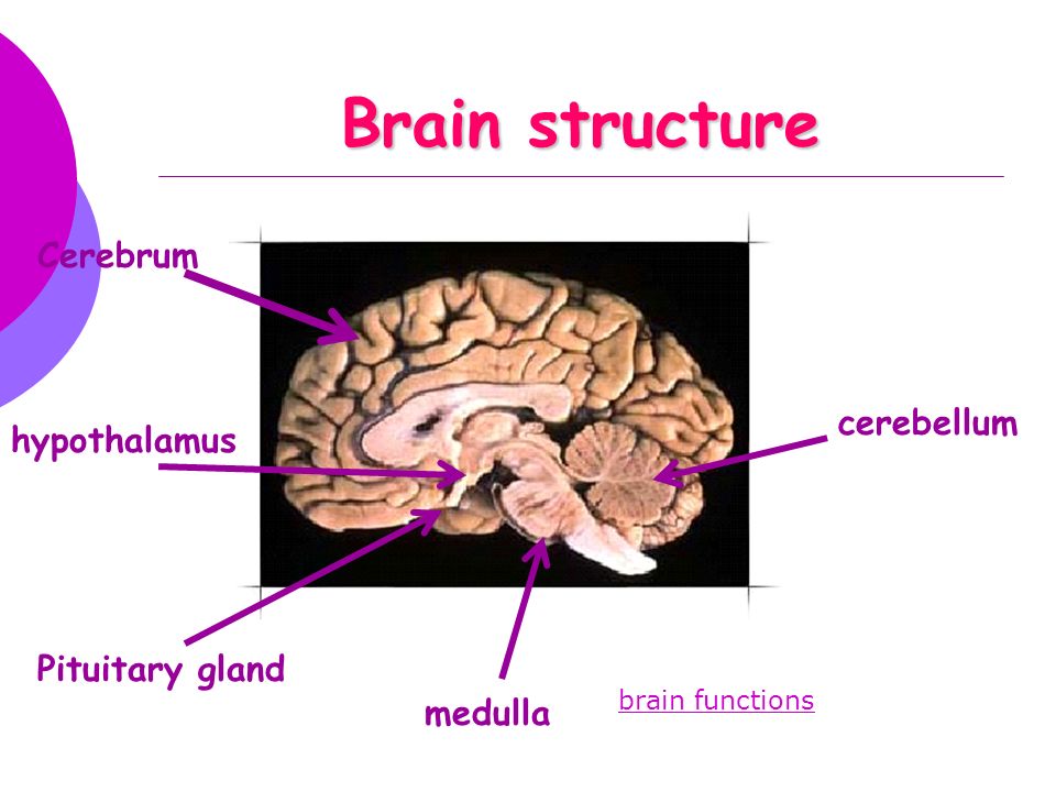 Brain structure Cerebrum cerebellum hypothalamus Pituitary gland