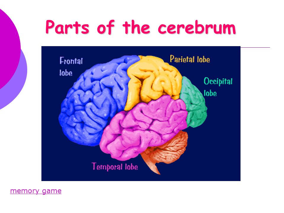 Parts of the cerebrum memory game