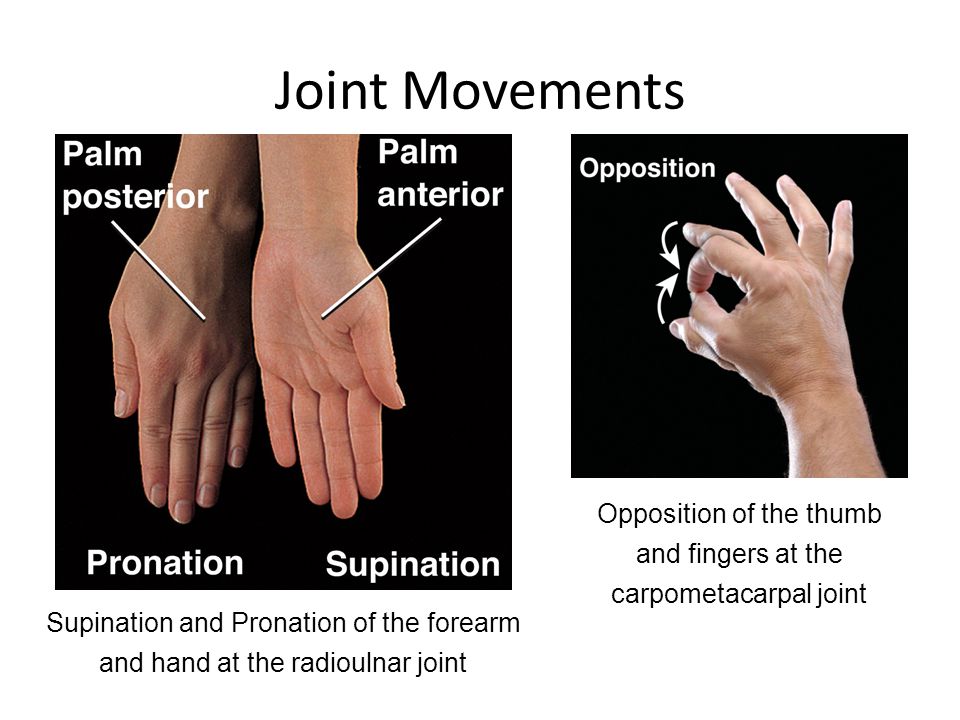 Opposition of the thumb and fingers at the carpometacarpal joint