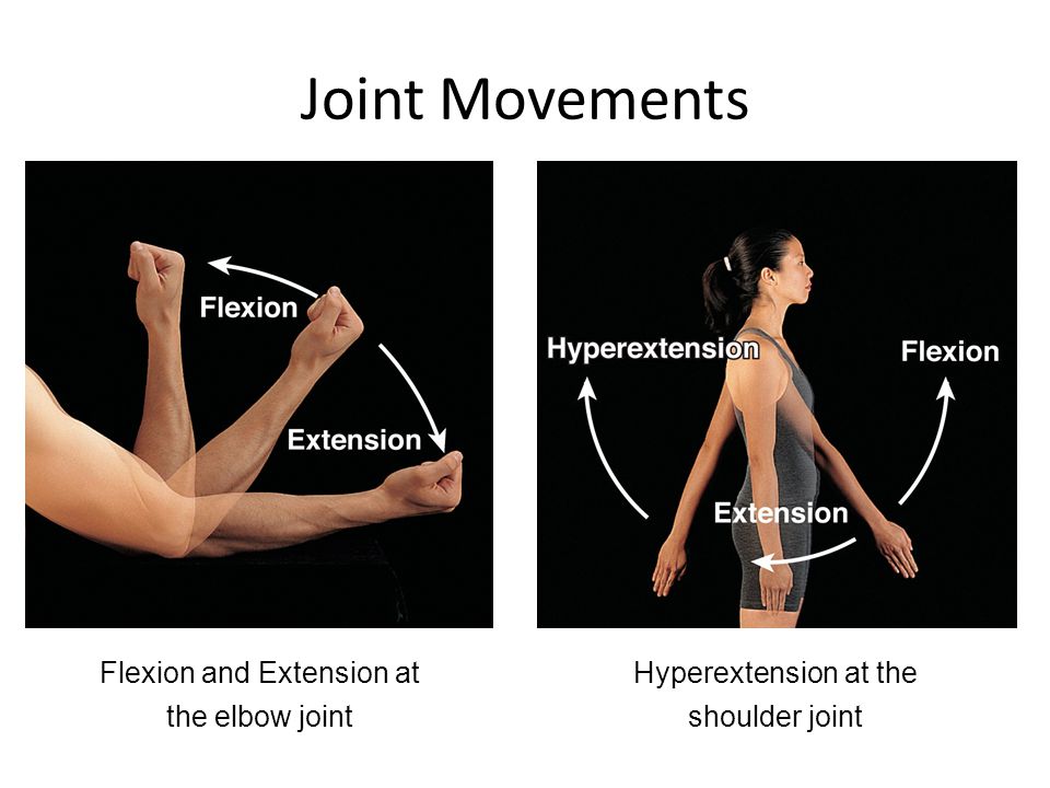 Joint Movements Flexion and Extension at the elbow joint