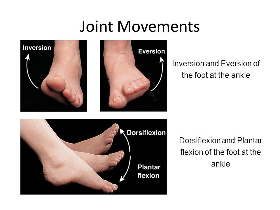 Joint Movements Inversion and Eversion of the foot at the ankle