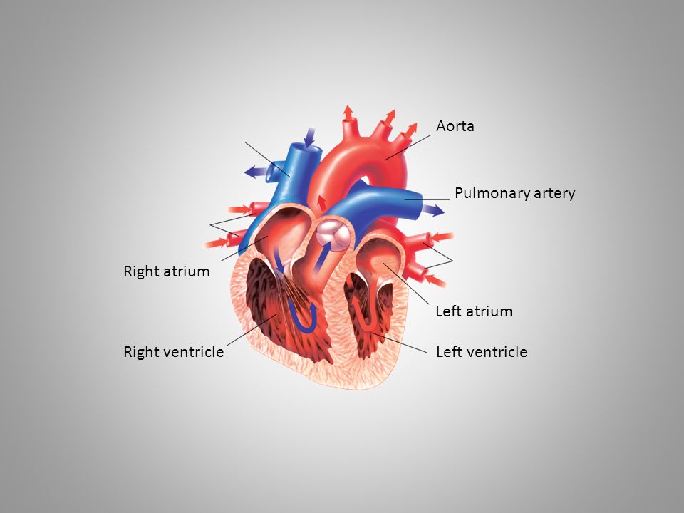 Aorta Pulmonary artery Right atrium Left atrium Right ventricle Left ventricle