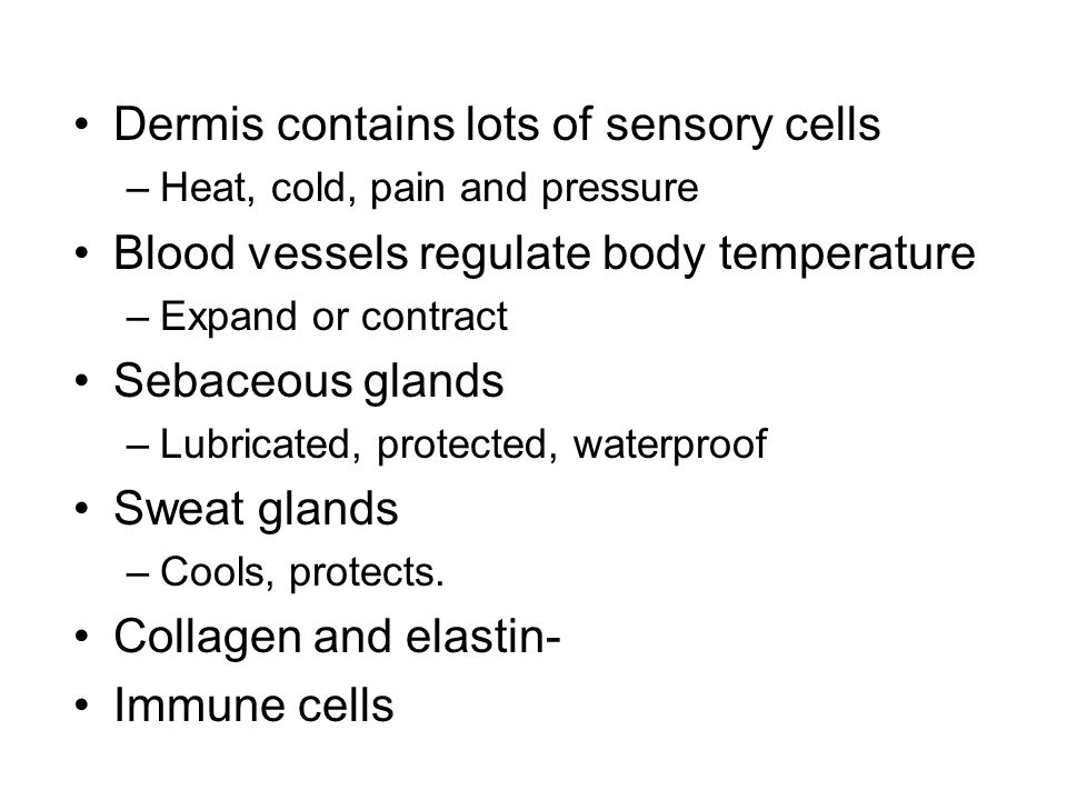 Dermis contains lots of sensory cells