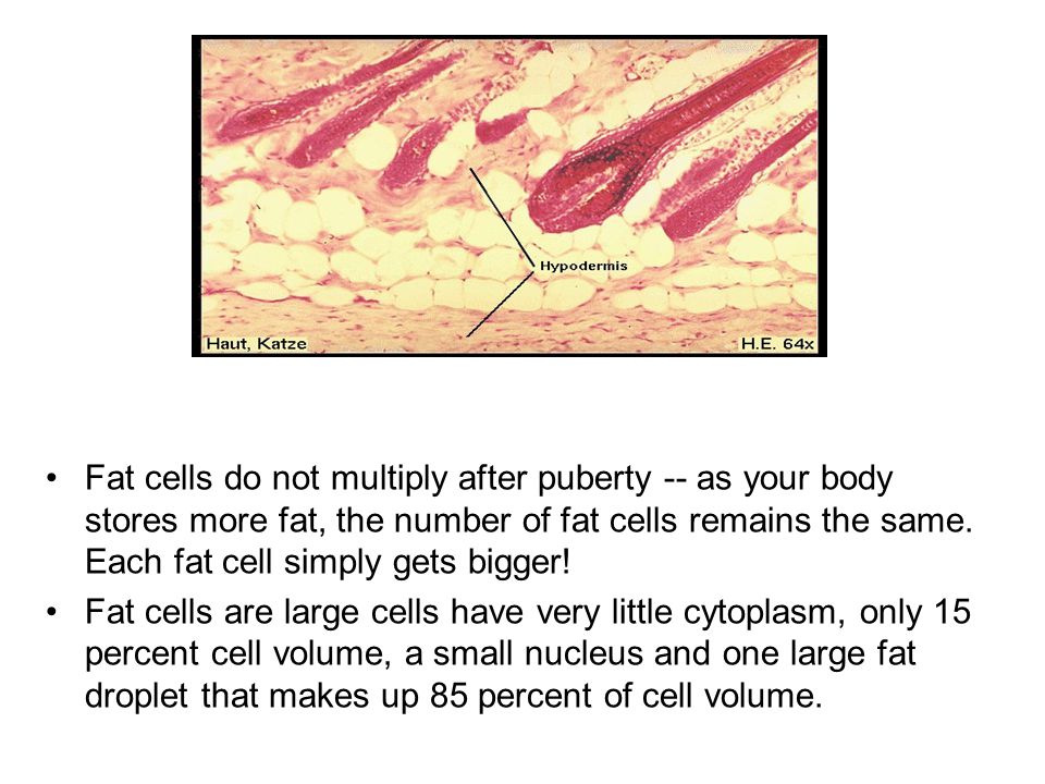Fat cells do not multiply after puberty -- as your body stores more fat, the number of fat cells remains the same. Each fat cell simply gets bigger!