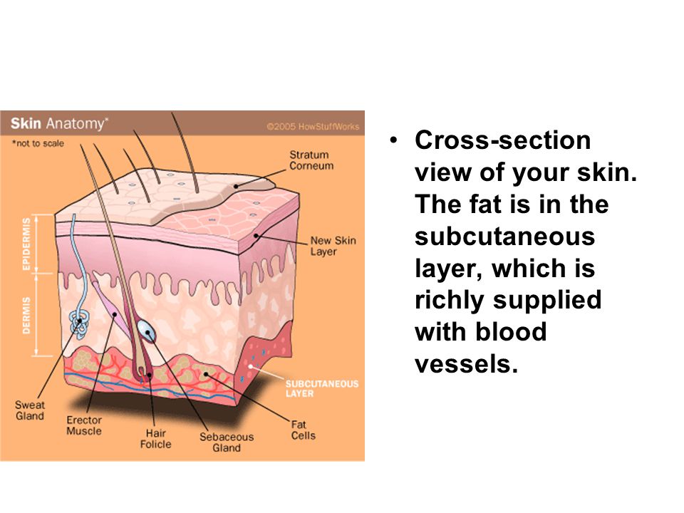 Cross-section view of your skin