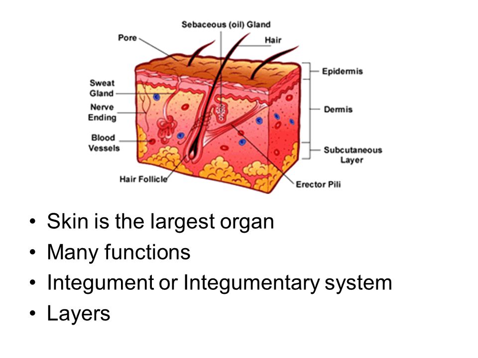 Skin is the largest organ