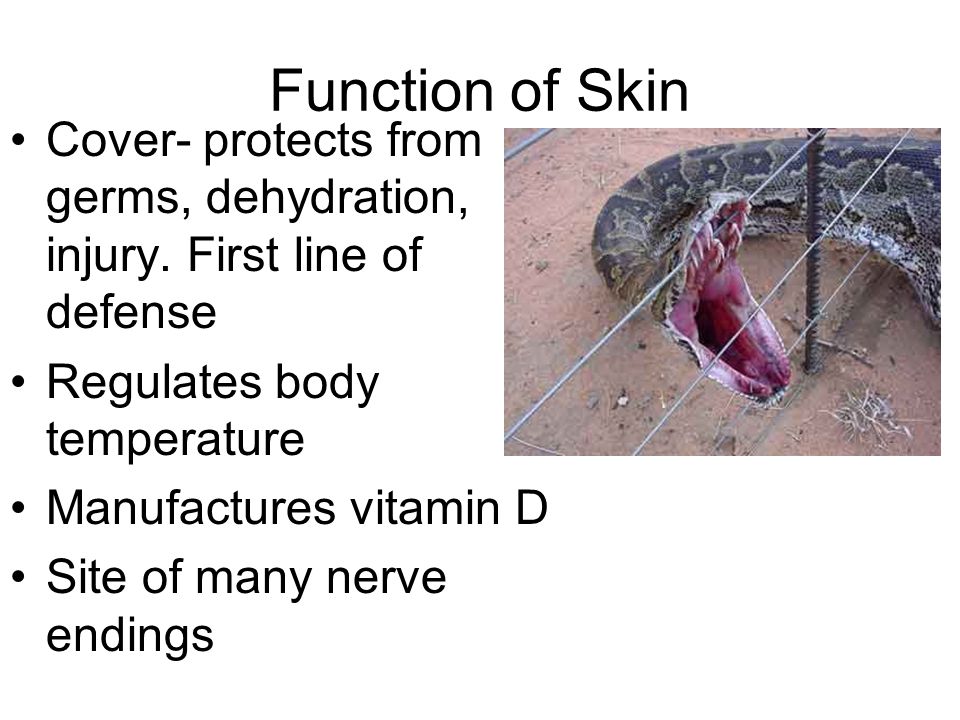 Function of Skin Cover- protects from germs, dehydration, injury. First line of defense. Regulates body temperature.
