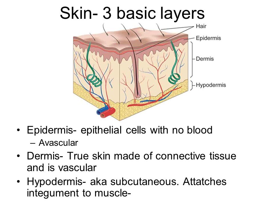 Skin- 3 basic layers Epidermis- epithelial cells with no blood