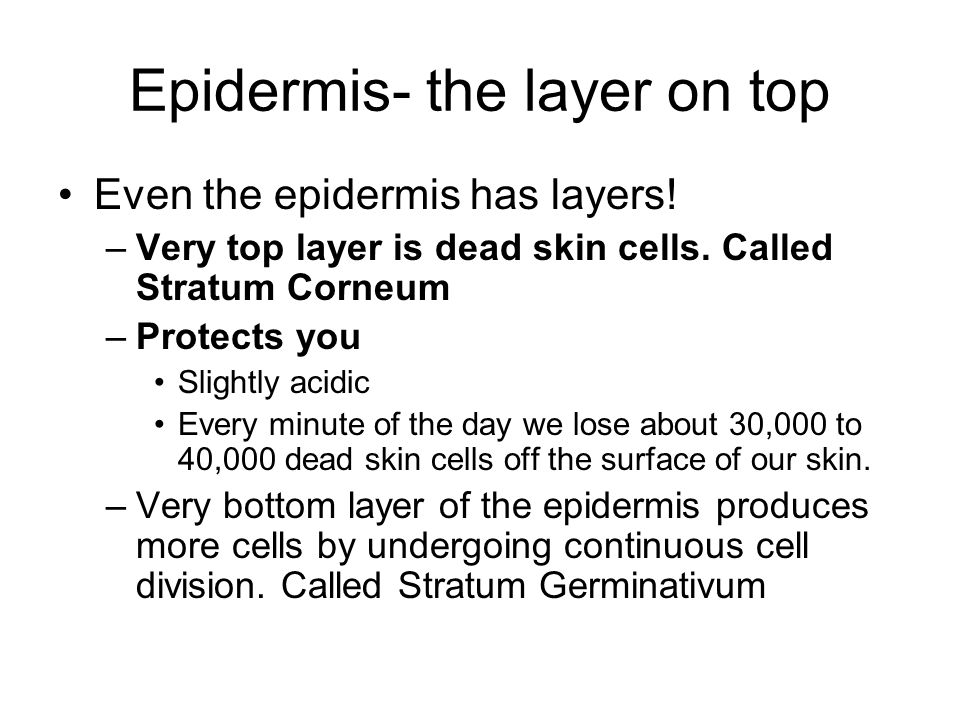 Epidermis- the layer on top