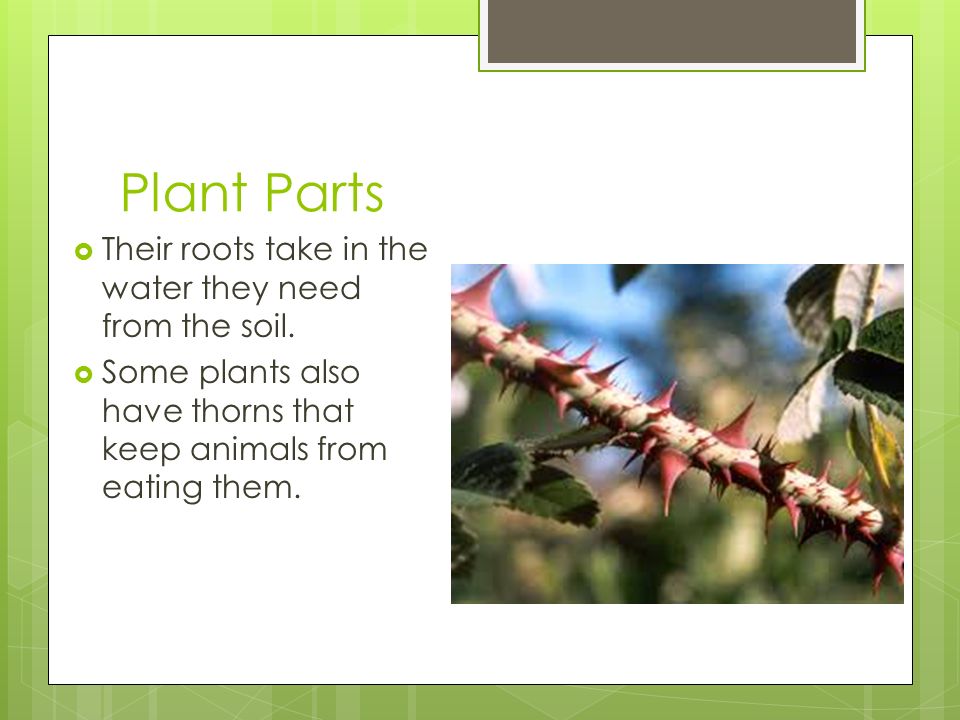 Plant Parts Their roots take in the water they need from the soil.