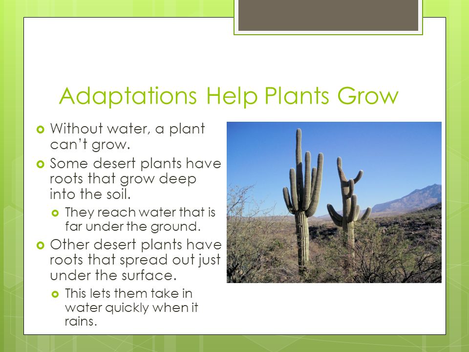 Adaptations Help Plants Grow