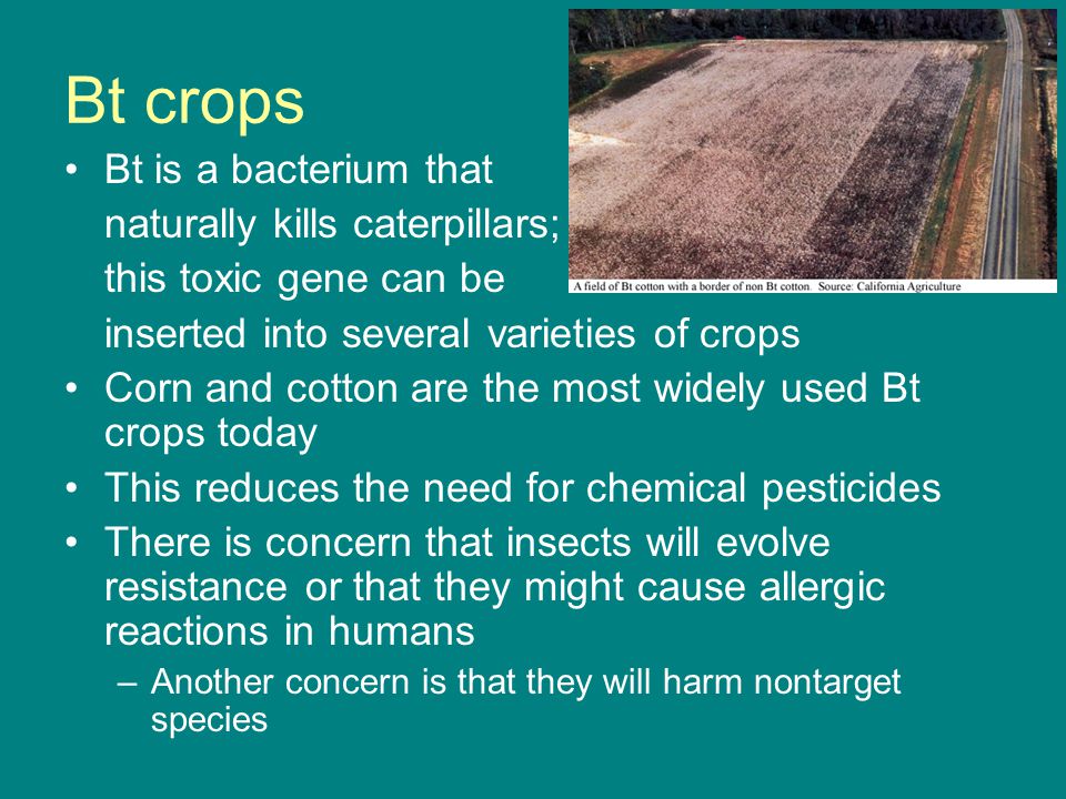 Bt crops Bt is a bacterium that naturally kills caterpillars;