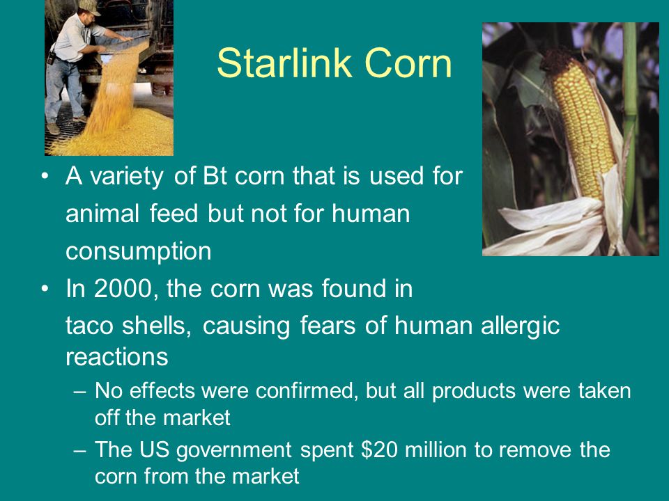 Starlink Corn A variety of Bt corn that is used for