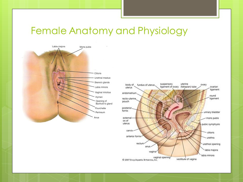Female Anatomy and Physiology