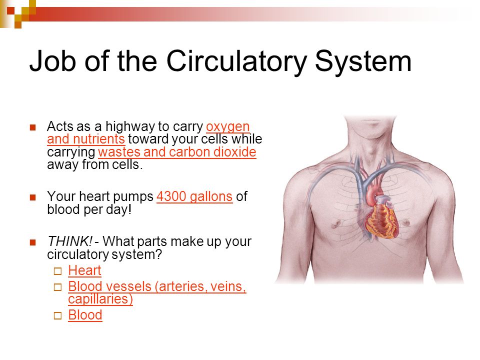 Job of the Circulatory System