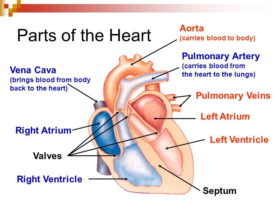 Parts of the Heart Aorta Pulmonary Artery Vena Cava Pulmonary Veins