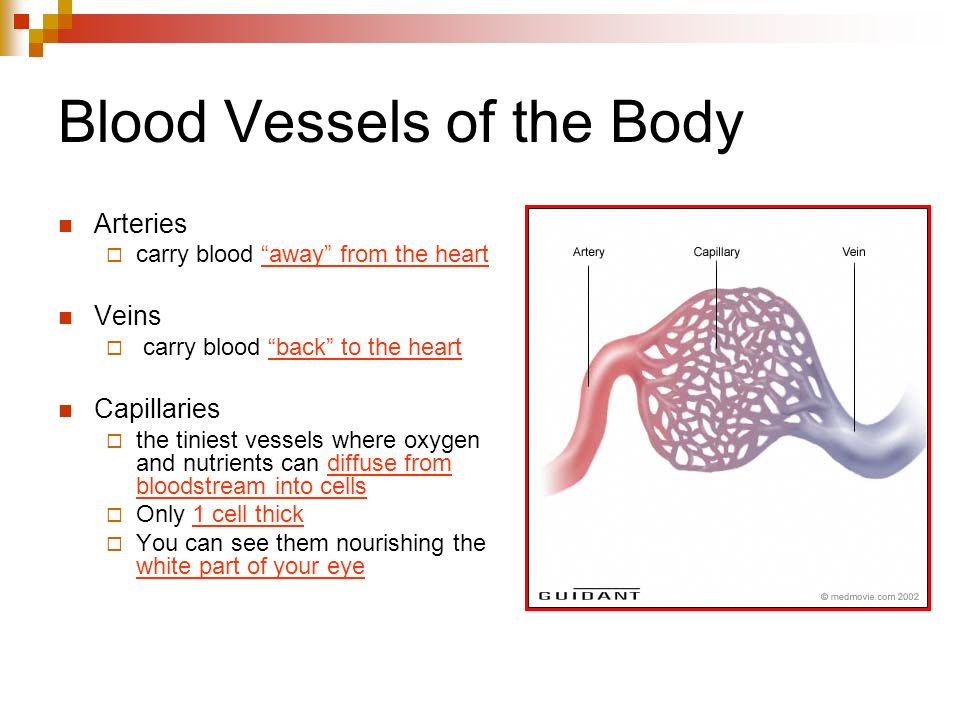 Blood Vessels of the Body