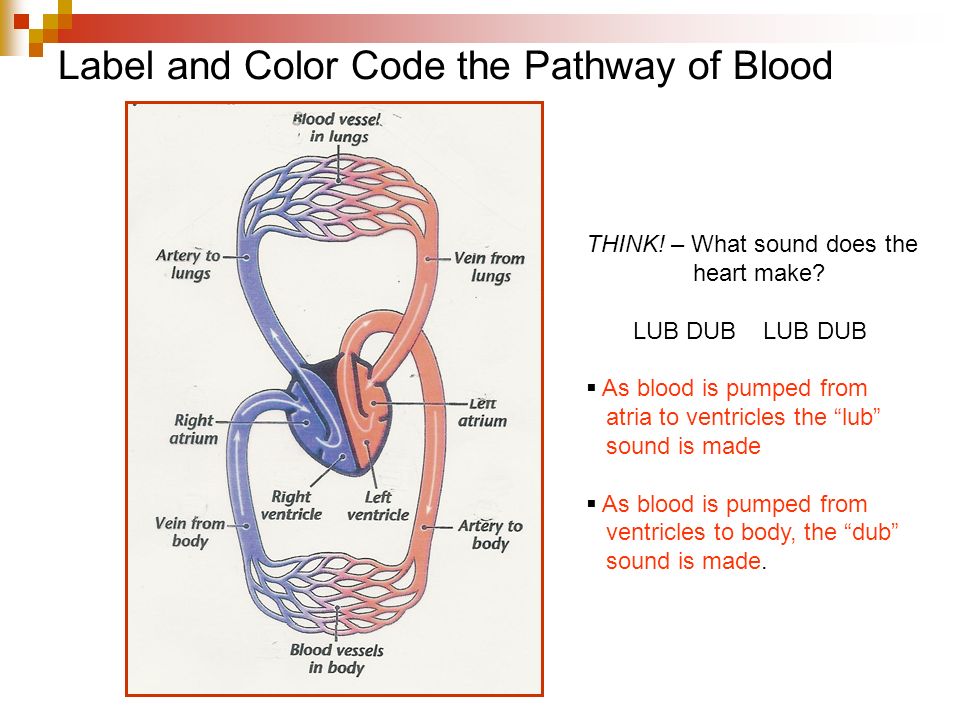 Label and Color Code the Pathway of Blood