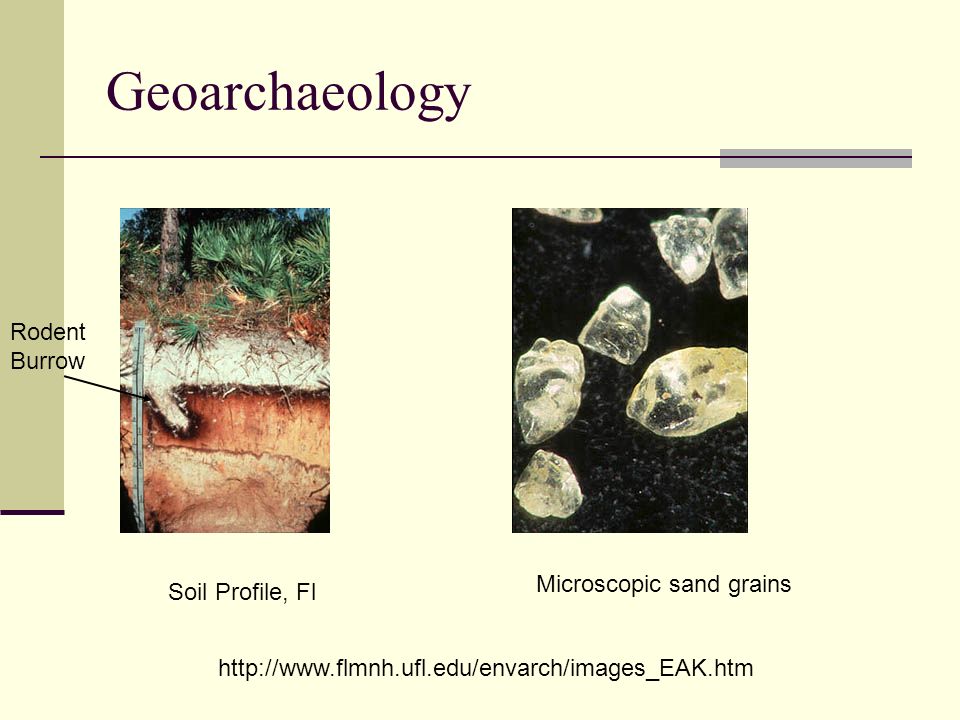 Geoarchaeology Rodent Burrow Microscopic sand grains Soil Profile, Fl