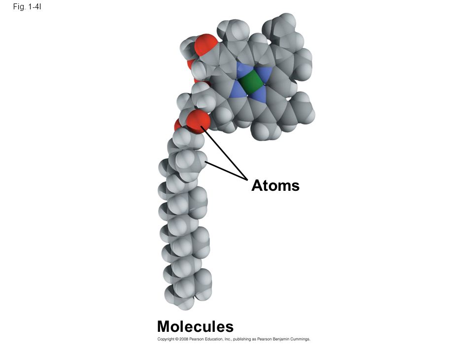 Fig. 1-4l Atoms Figure 1.4 Levels of biological organization Molecules