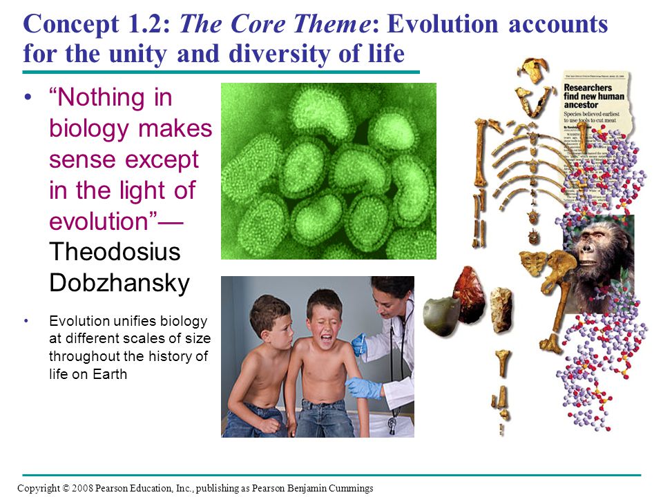 Concept 1.2: The Core Theme: Evolution accounts for the unity and diversity of life