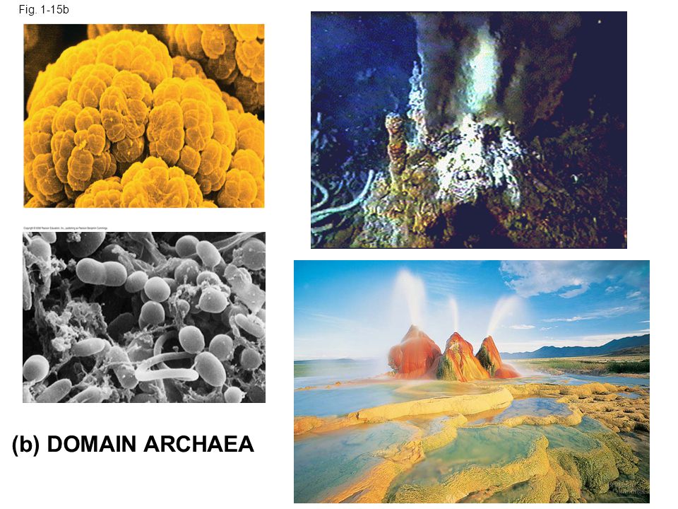 Fig. 1-15b Figure 1.15 The three domains of life (b) DOMAIN ARCHAEA