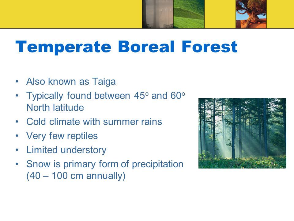 Temperate Boreal Forest