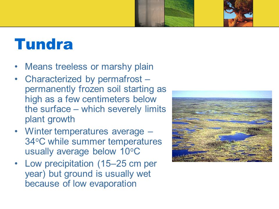 Tundra Means treeless or marshy plain