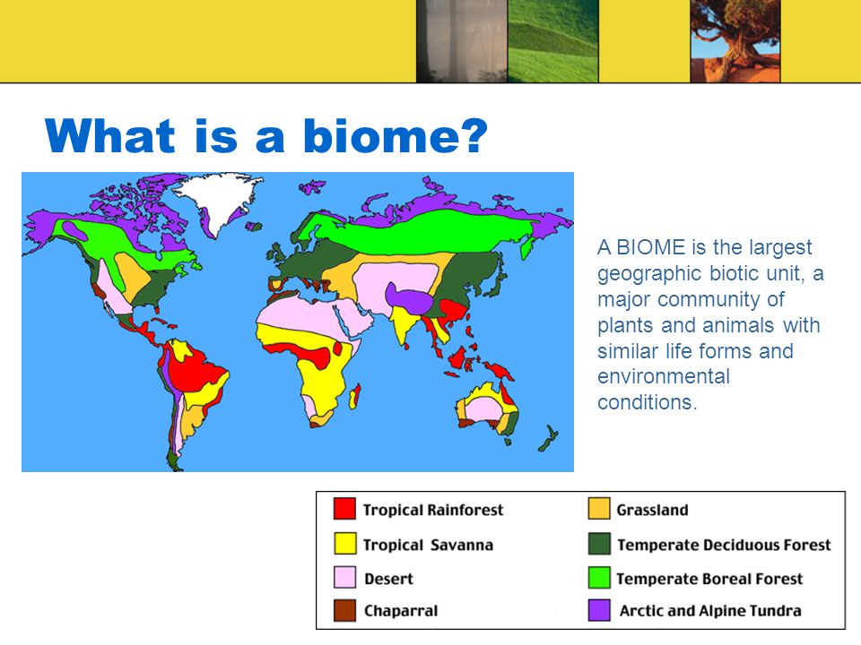 What is a biome